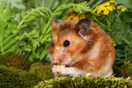 kleintierfotos hamster_-_goldhamster