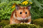 kleintierfotos hamster_-_goldhamster