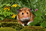 kleintierfotos hamster_-_goldhamster