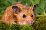 kleintierfotos hamster_-_goldhamster