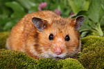 kleintierfotos hamster_-_goldhamster