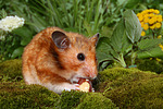 kleintierfotos hamster_-_goldhamster