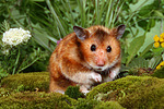 kleintierfotos hamster_-_goldhamster