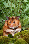 kleintierfotos hamster_-_goldhamster