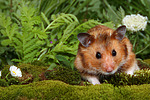 kleintierfotos hamster_-_goldhamster
