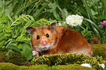 kleintierfotos hamster_-_goldhamster
