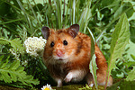 kleintierfotos hamster_-_goldhamster