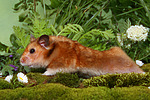 kleintierfotos hamster_-_goldhamster