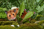 kleintierfotos hamster_-_goldhamster