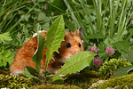 kleintierfotos hamster_-_goldhamster