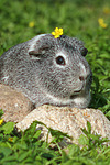 kleintierfotos meerschwein_-_glatthaarig