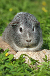 kleintierfotos meerschwein_-_glatthaarig