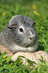 kleintierfotos meerschwein_-_glatthaarig