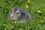 kleintierfotos meerschwein_-_glatthaarig