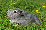 kleintierfotos meerschwein_-_glatthaarig