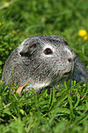 kleintierfotos meerschwein_-_glatthaarig
