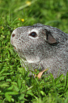 kleintierfotos meerschwein_-_glatthaarig