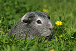 kleintierfotos meerschwein_-_glatthaarig