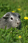 kleintierfotos meerschwein_-_glatthaarig