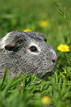 kleintierfotos meerschwein_-_glatthaarig