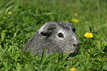 kleintierfotos meerschwein_-_glatthaarig