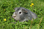 kleintierfotos meerschwein_-_glatthaarig