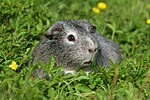 kleintierfotos meerschwein_-_glatthaarig