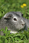 kleintierfotos meerschwein_-_glatthaarig