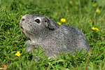 kleintierfotos meerschwein_-_glatthaarig