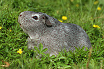 kleintierfotos meerschwein_-_glatthaarig