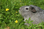 kleintierfotos meerschwein_-_glatthaarig