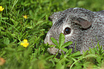 kleintierfotos meerschwein_-_glatthaarig