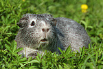 kleintierfotos meerschwein_-_glatthaarig