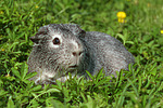 kleintierfotos meerschwein_-_glatthaarig