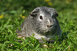kleintierfotos meerschwein_-_glatthaarig