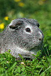 kleintierfotos meerschwein_-_glatthaarig