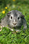 kleintierfotos meerschwein_-_glatthaarig