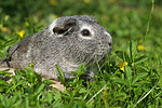 kleintierfotos meerschwein_-_glatthaarig