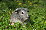 kleintierfotos meerschwein_-_glatthaarig
