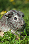 kleintierfotos meerschwein_-_glatthaarig