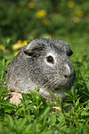 kleintierfotos meerschwein_-_glatthaarig