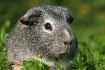 kleintierfotos meerschwein_-_glatthaarig