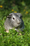 kleintierfotos meerschwein_-_glatthaarig