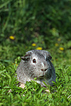 kleintierfotos meerschwein_-_glatthaarig