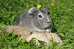 kleintierfotos meerschwein_-_glatthaarig