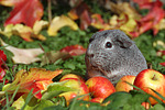 kleintierfotos meerschwein_-_glatthaarig