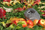 kleintierfotos meerschwein_-_glatthaarig