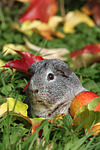 kleintierfotos meerschwein_-_glatthaarig