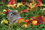 kleintierfotos meerschwein_-_glatthaarig