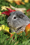 kleintierfotos meerschwein_-_glatthaarig